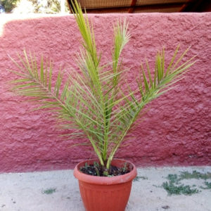 Palmera Fenix 6 años