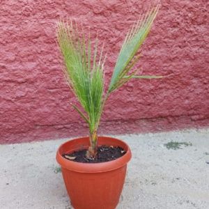 Palmeras Washingtonia 4 años