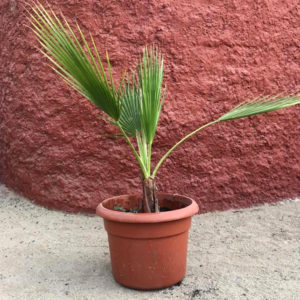 Palmera Washingtonia 6 años