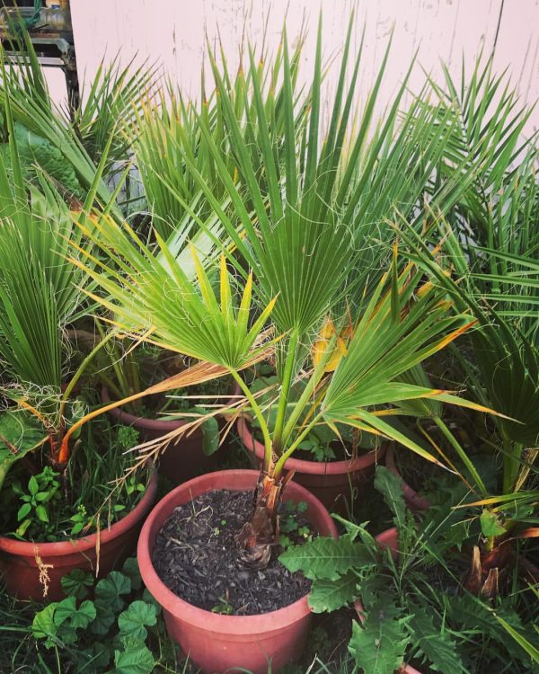 venta de palmeras washingtonia