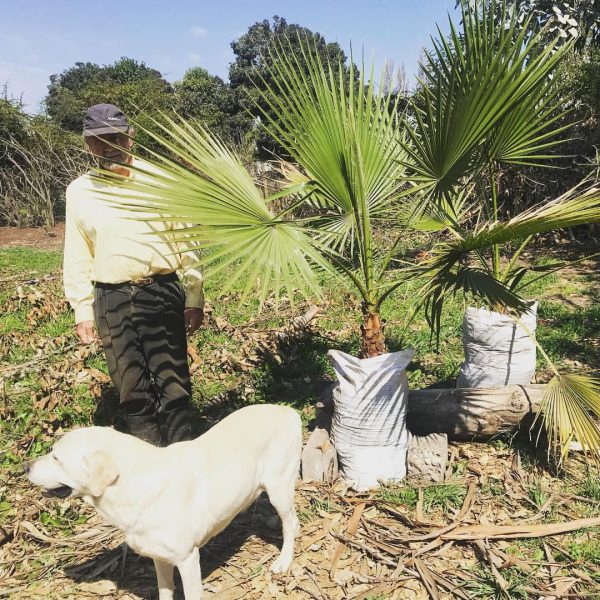 venta de palmeras washingtonia